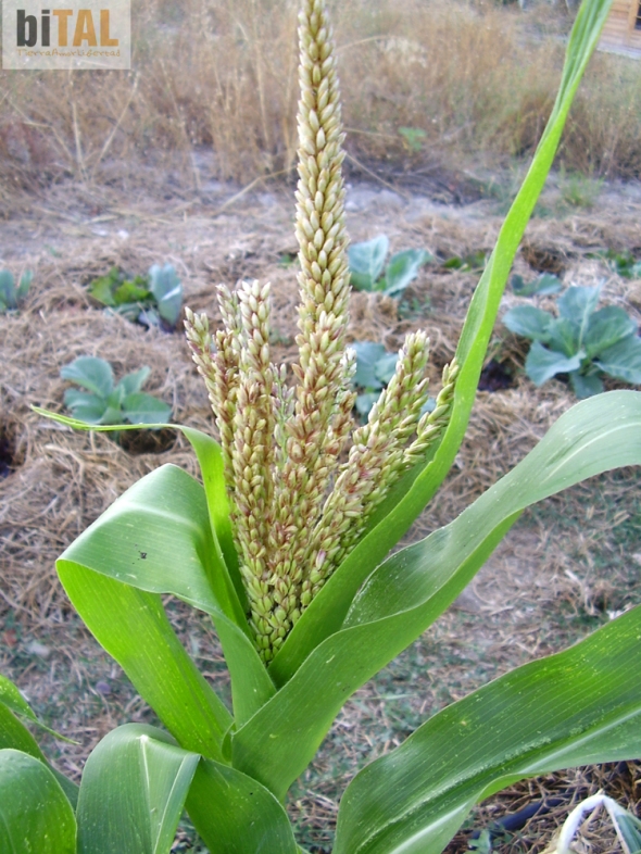 Flor de maíz