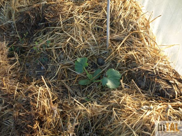 Estos calabacines se sembraron (confundidas con semillas de calabaza) al borde del invernadero. Se dieron bastante bien, salvo los dañados por los canes, y a a pesar de la falta de tierra