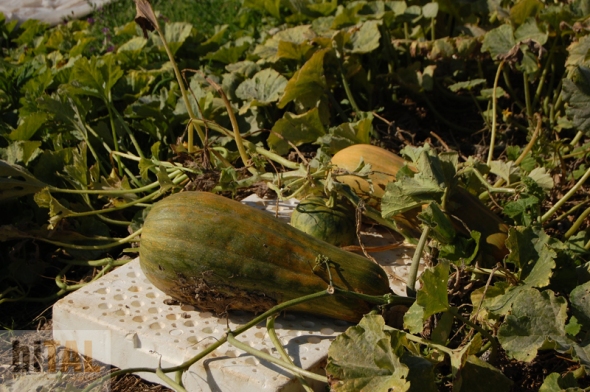 El momento de coger las calabazas es finales de octubre cuando la planta se muere totalmente, la cáscara pasa de verde a tonalidades naranjas.