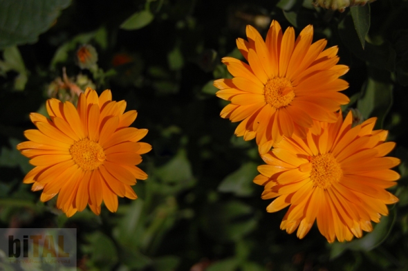 La caléndula en otoño, con su color naranja brillante es mucho mas que una flor bonita en una huerta orgánica, además de sus múltiples usos medicinales, ayuda a repeler insectos y sus raíces benefician al suelo.