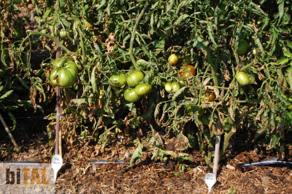 Muchas tomateras van cargadas. Esperemos que la temperatura siga tan buena para que puedan seguir madurando. 